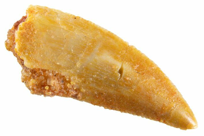 Serrated Raptor Tooth - Real Dinosaur Tooth #347026